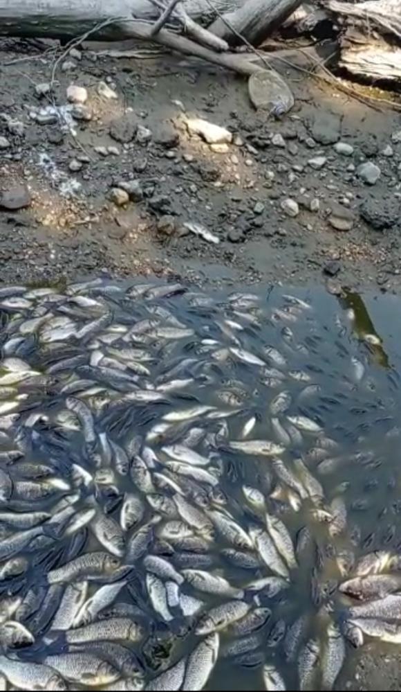 Bursa’da binlerce balık telef oldu! Bakın sebebi ne?