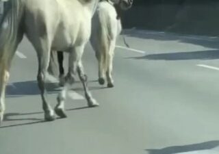 Başıboş atlar Bursa’da trafiği felç etti