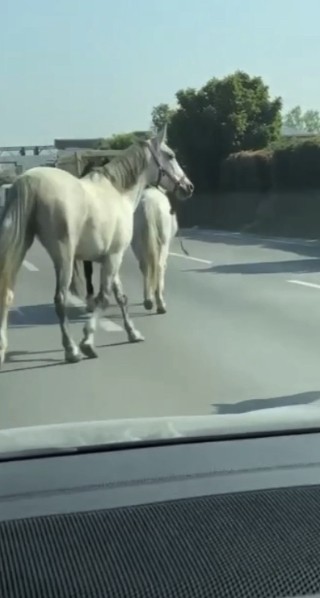 Başıboş atlar Bursa’da trafiği felç etti Başıboş atlar Bursa’da trafiği felç etti