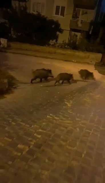 Bursa’da aç kalan domuz sürüsü şehre indi