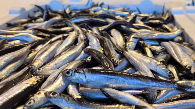 Karadeniz’de hamsi bolluğu: Fiyat yarı yarıya düştü