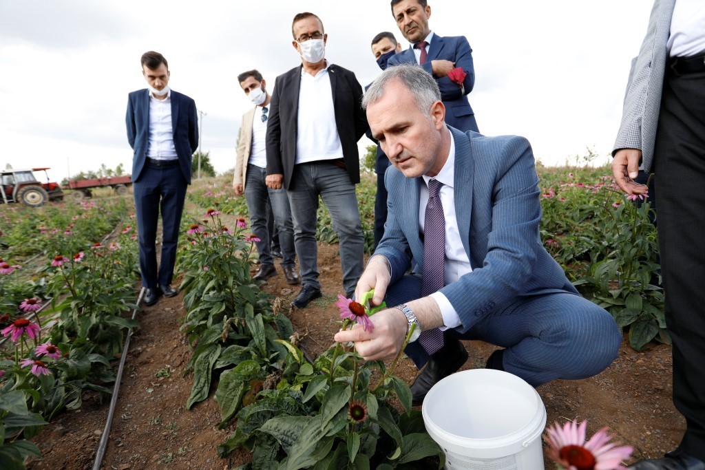 İnegöl’de ilk kez ekinezya hasadı yapıldı İnegöl’de ilk kez ekinezya hasadı yapıldı
