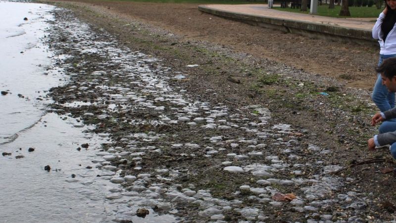 Endişelendiren görüntü! Binlerce ölü denizanası kıyıya vurdu Endişelendiren görüntü! Binlerce ölü denizanası kıyıya vurdu
