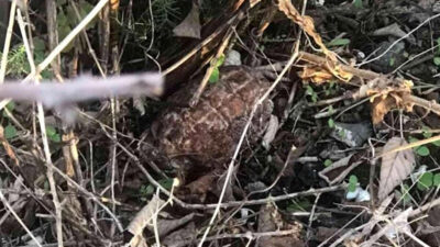 Bursa’da şoke eden olay! El bombası bulundu