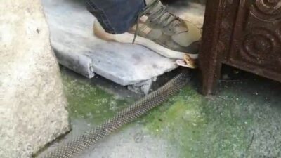 Bursa’da kış uykusuna yatmayan yılan eve girdi, herkes evi boşalttı