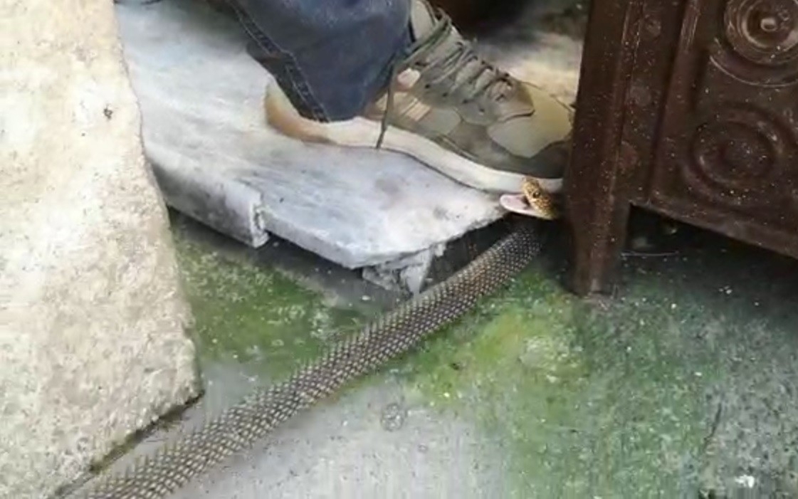 Bursa’da kış uykusuna yatmayan yılan eve girdi, herkes evi boşalttı Bursa’da kış uykusuna yatmayan yılan eve girdi, herkes evi boşalttı