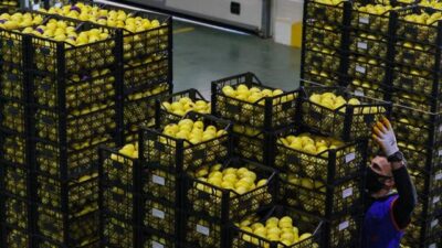 Limonda ihracat hedefi 300 milyon dolar