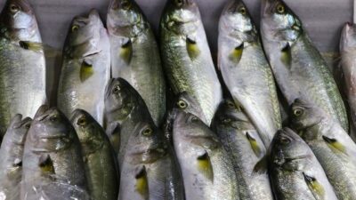 Marmara’da tezgahlar ‘lüfer’ ile doldu