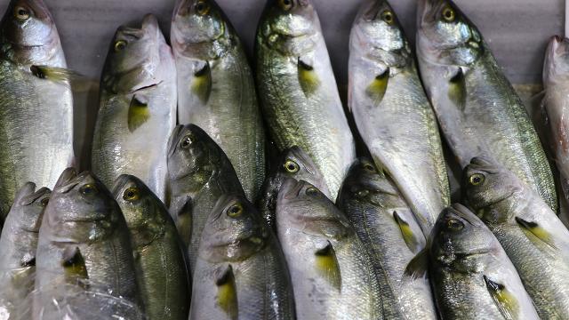 Marmara’da tezgahlar ‘lüfer’ ile doldu