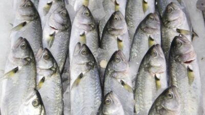 Lüfer bolluğu tezgahlardaki fiyatlara yansıdı