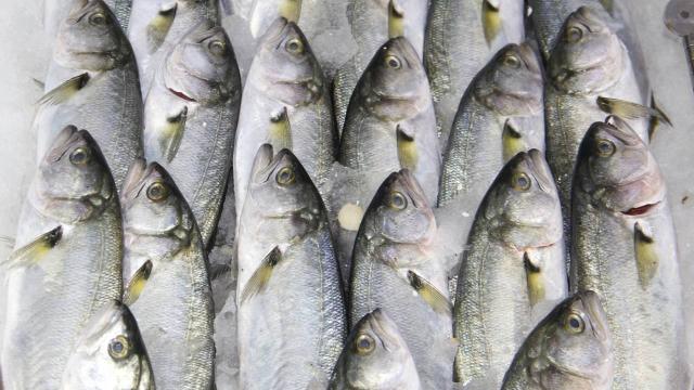 Lüfer bolluğu tezgahlardaki fiyatlara yansıdı