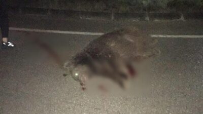 Bursa’da ikinci ayı vakası