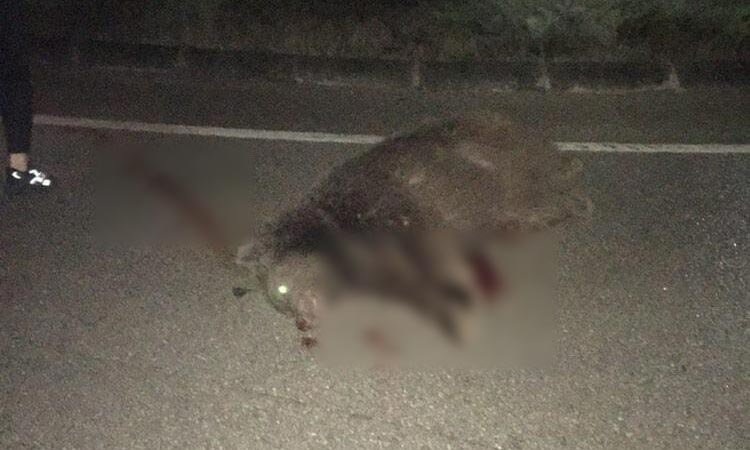 Bursa’da ikinci ayı vakası