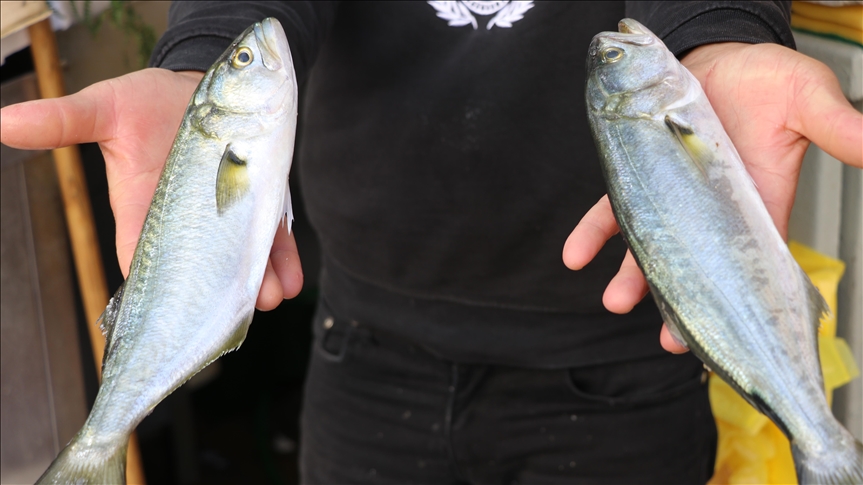 Lüfer bolluğu tezgahları şenlendirdi