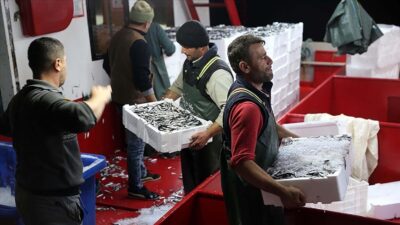 Karadeniz’de hamsi bereketi