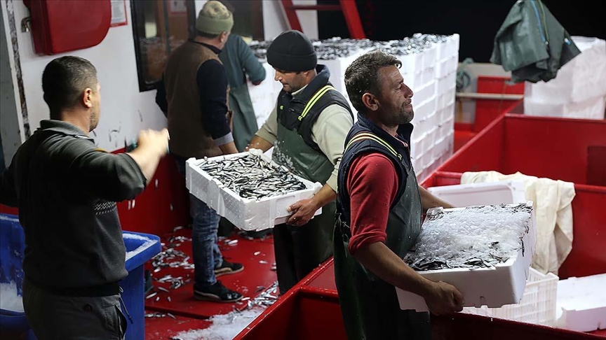 Karadeniz’de hamsi bereketi