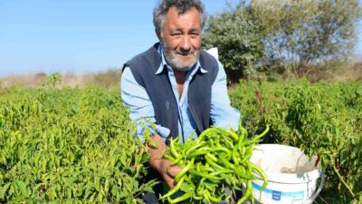 Ürünlü kıl sivri biberi coğrafi işareti hak ediyor