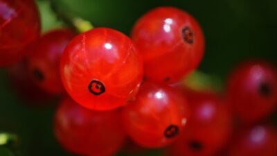 Ömrü en az 10 yıl uzatıyor!