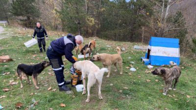 Osmangazi’den sokak hayvanlarına kış öğünü