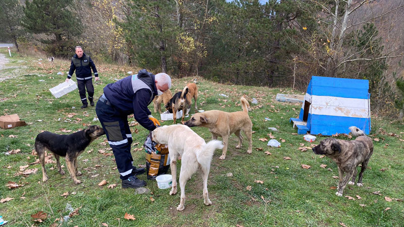 Osmangazi’den sokak hayvanlarına kış öğünü
