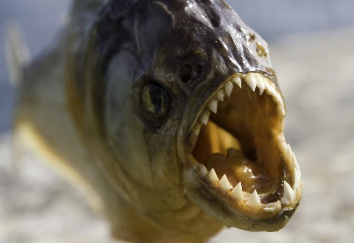 Korkunç olay! Arı sürüsünden kaçmak istedi piranalara yem oldu