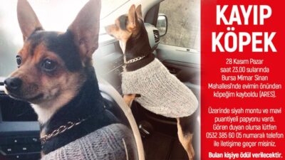 Kayıp köpek ‘Ares’ sahibi tarafından aranıyor!