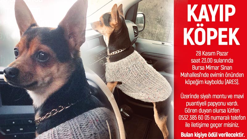 Kayıp köpek ‘Ares’ sahibi tarafından aranıyor! Kayıp köpek ‘Ares’ sahibi tarafından aranıyor!