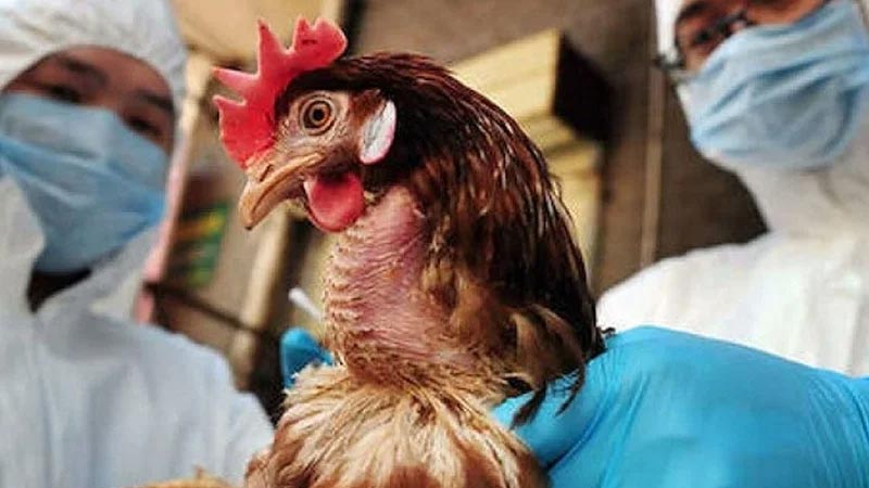 Yeni salgın krizi! Kuş gribi yeniden kapıya dayandı