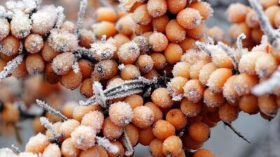 Prof. Dr. Mehmet Öz önerdi! Asırlarca kullanıldı…