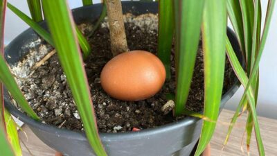 Toprağa çiğ yumurta koyarsanız…