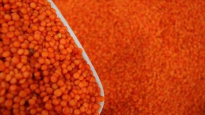 Hibe desteğiyle dağıtılan kırmızı mercimek tohumu toprakla buluştu