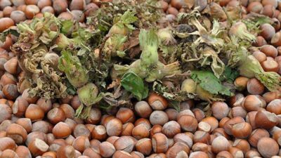 İcradan satılık fındık bahçesi