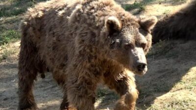 37 yaşındaydı… Son dansçı ayı Brütüs de Bursa’da öldü