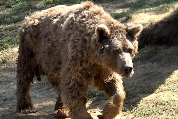 37 yaşındaydı… Son dansçı ayı Brütüs de Bursa’da öldü 37 yaşındaydı… Son dansçı ayı Brütüs de Bursa’da öldü