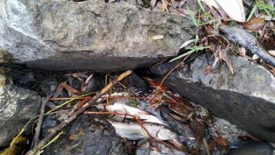 Bursa’da korkutan görüntü!