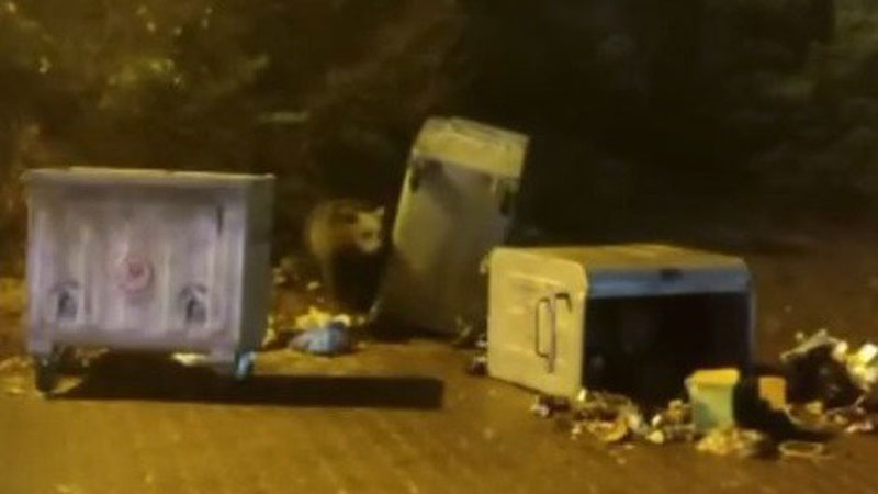 Bursa’da aç kalan ayılar yerleşim yerine indi Bursa’da aç kalan ayılar yerleşim yerine indi