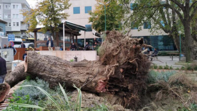 Bursa’da 270 yıllık çınar ağacı devrildi