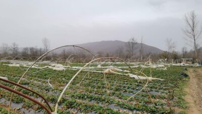 Bursa’daki seralarda zarar büyük