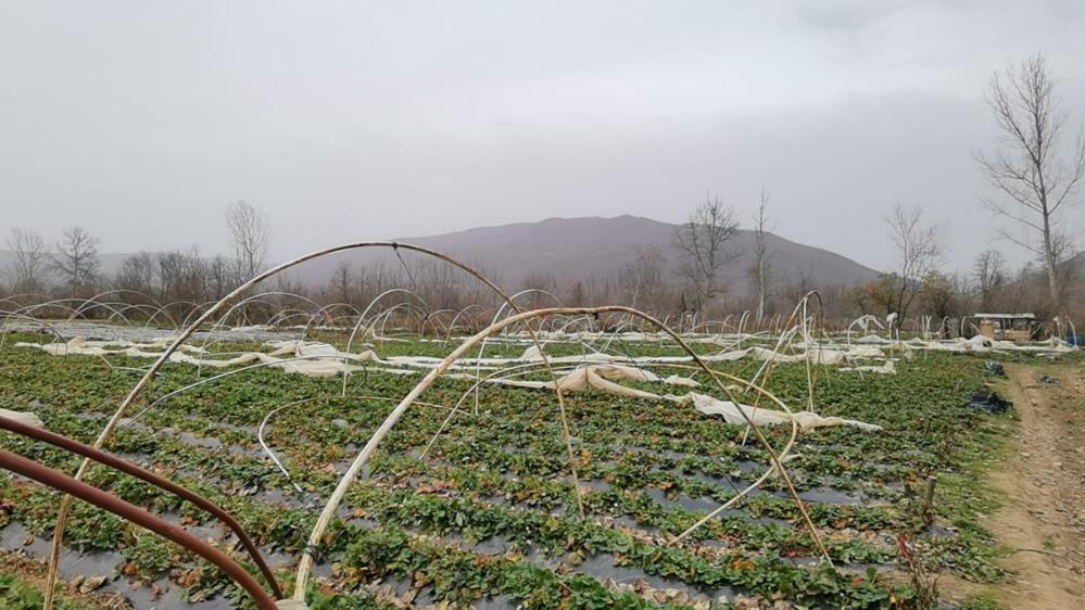 Bursa’daki seralarda zarar büyük