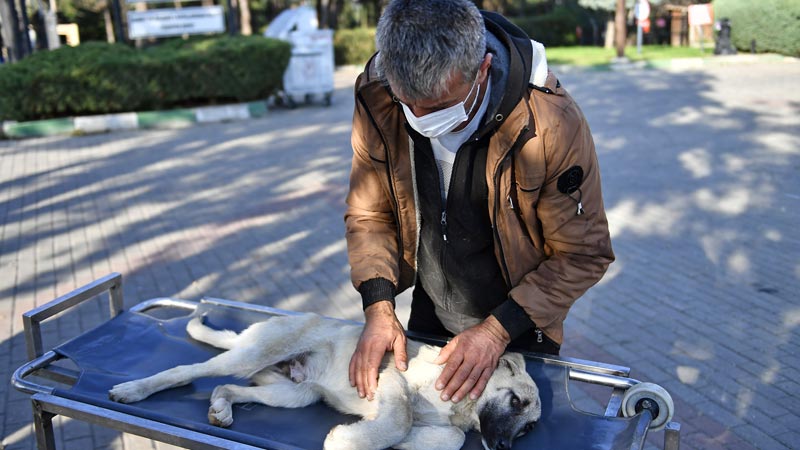 Yaralı köpeğe Osmangazi şefkati