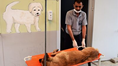 Yıldırım’ın sessiz sakinleri güvende