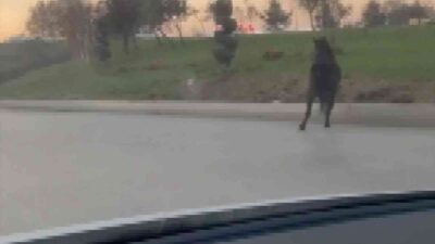 Bursa’da başıboş at anayolda tehlike saçtı