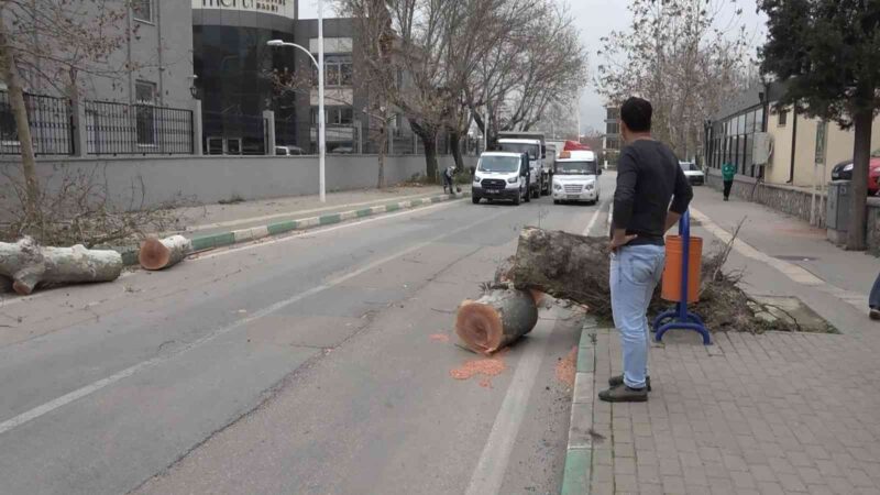 Bursa’da lodos çınar ağacını minibüsün üzerine devirdi