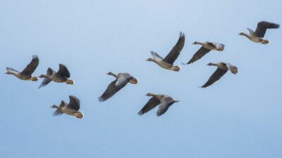 Dünyanın en nadir kuşları Bursa’da görüntülendi