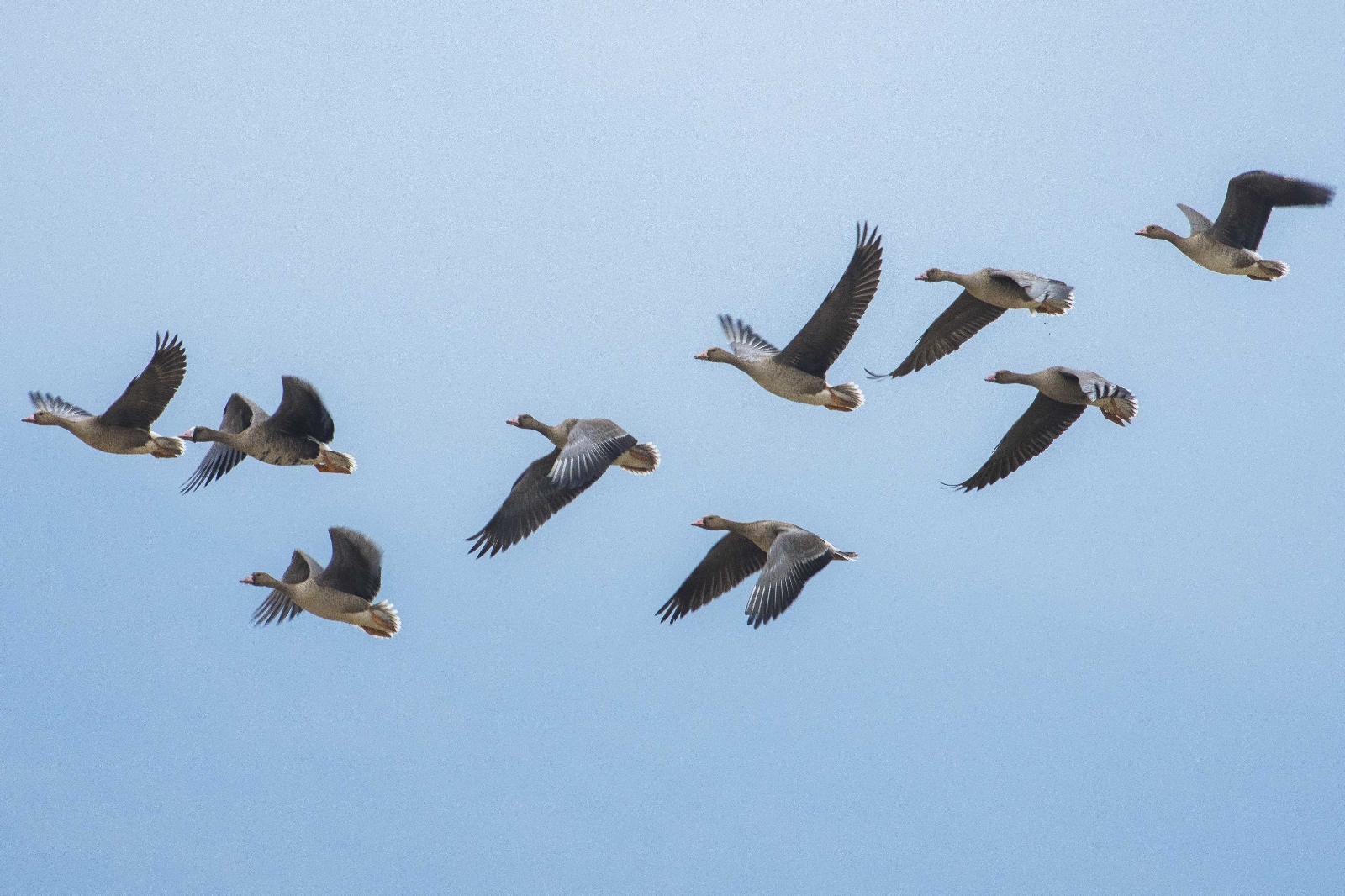 Dünyanın en nadir kuşları Bursa’da görüntülendi