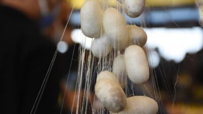 Türkiye’nin koza üretimi yüzde 100 hibe destekleriyle artacak