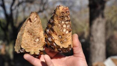 Bursa’da satılık 8 ton fıstık çamı kozalağı!