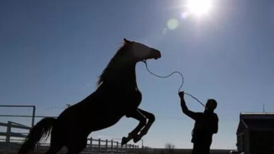 24 adet safkan at satılacak