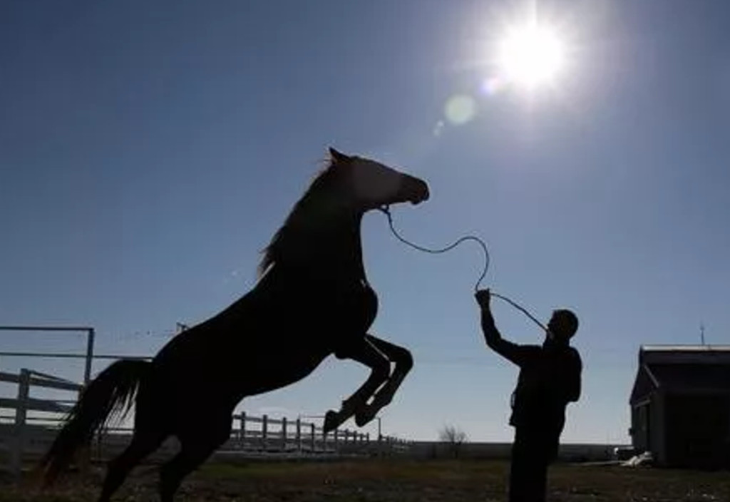 24 adet safkan at satılacak