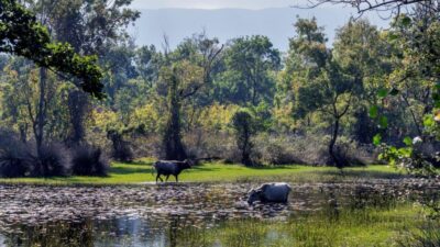 Bursa’da dünyanın en güzel longozu için özel talep!
